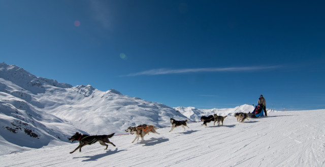 Chiens traineaux - T.Loubere OT Val Thorens - 3 Chiens traineaux - T.Loubere OT Val Thorens - 3